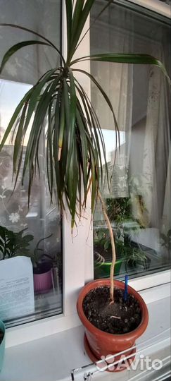 Пальма драцена