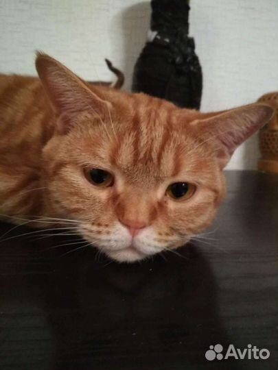 Кошки