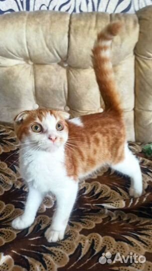 Котик в добрые руки