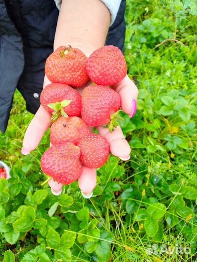 Клубника свежая сладкая