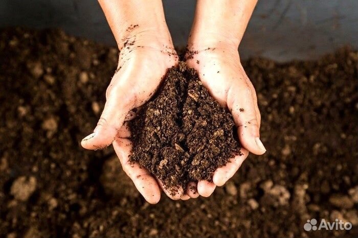 Грунт для рассады