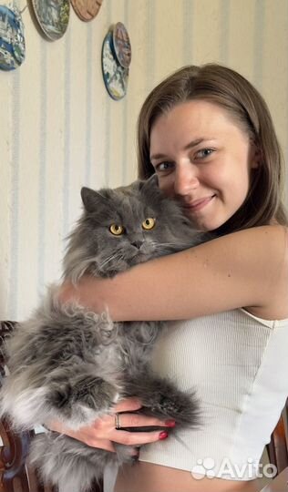 Выгул собак и кошек