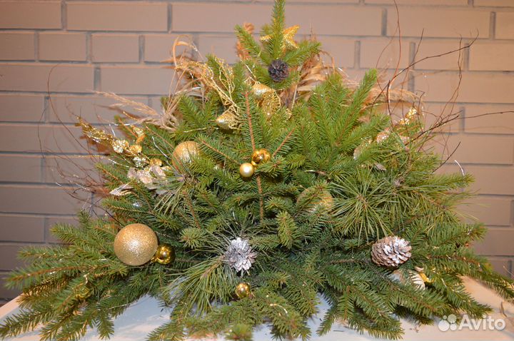 Хвойные растения