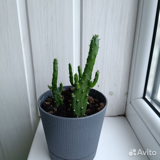 Разные суккуленты