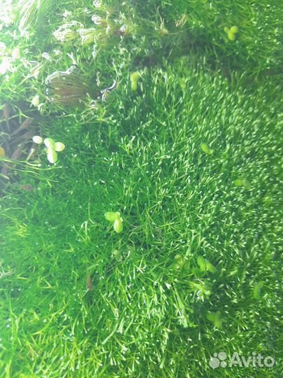 Риччия, лимнобиум