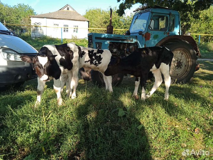 Бычки Элитные