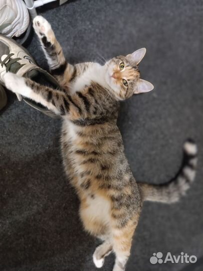 Котята ищут семью