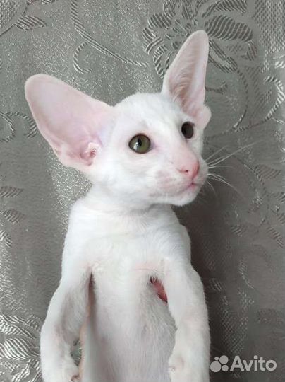 Зеленоглазая девочка ориентальная