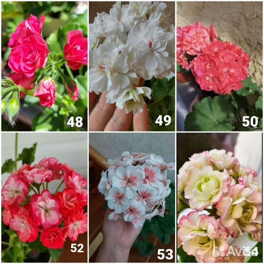 Пеларгония