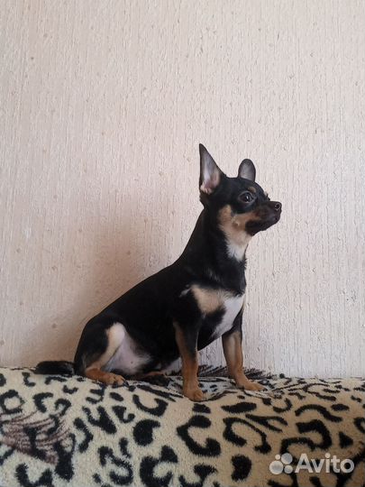 Вязка собак чихуахуа