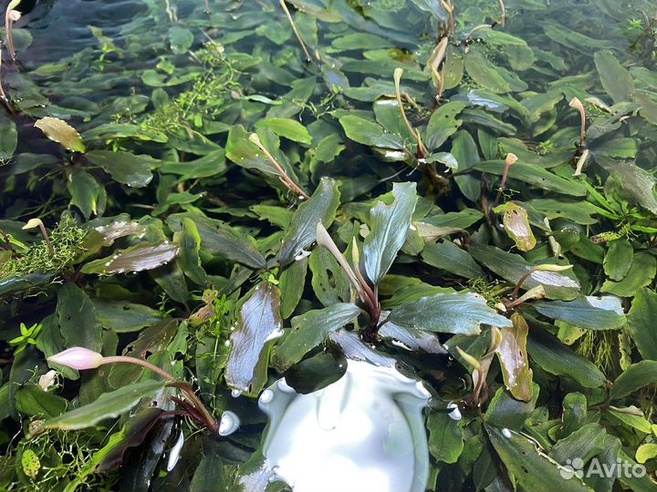 Аквариумные растения, сомики анциструсы