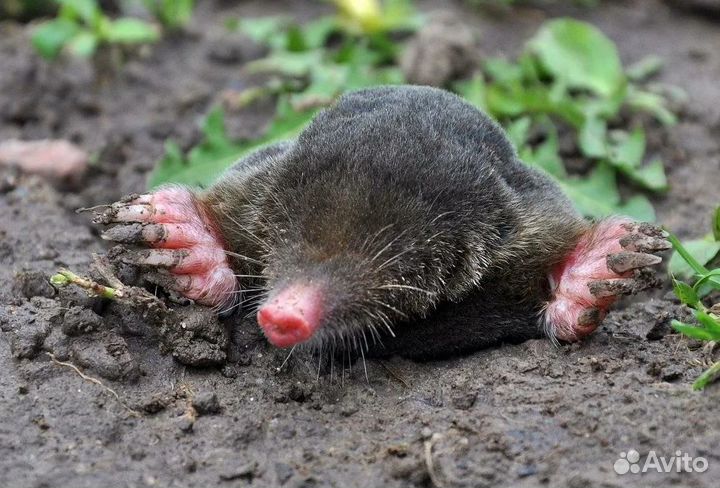 Карбид кальция