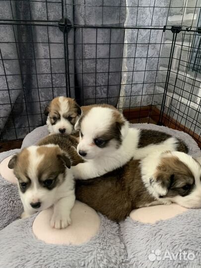 Щенки корги