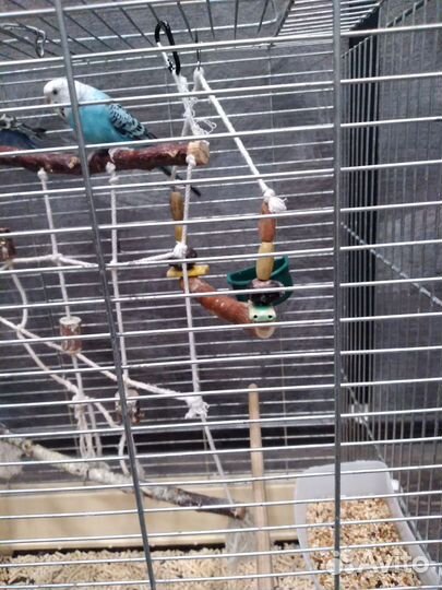 Волнистые попугаи 3 шт