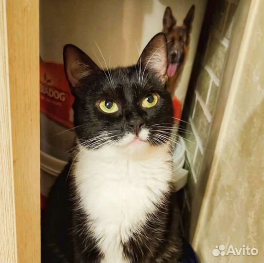 Кошка Василиса в добрые ручки