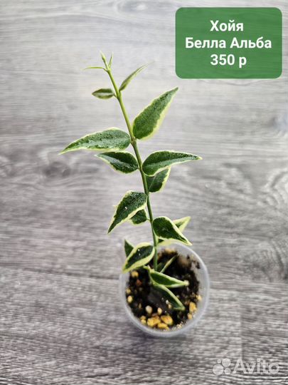 Комнатные растения, Сциндапсус, Монстера