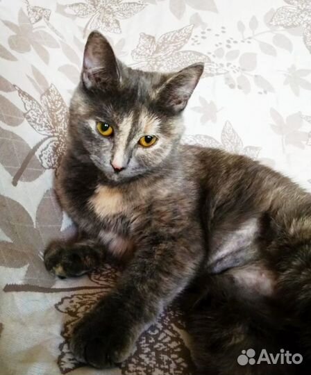 Кошечка Шанель