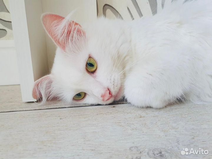 Турецкая ангора