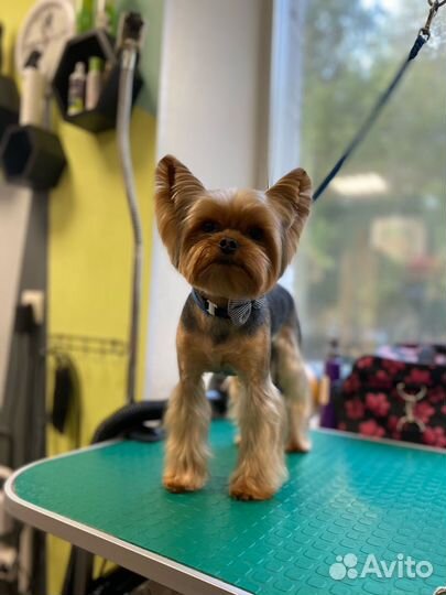 Груминг, стрижка собак, уход за животными