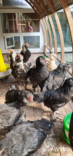 Продаю петушков фавероли черной и лососевой