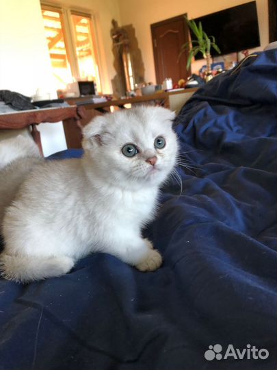 Шотландские котята