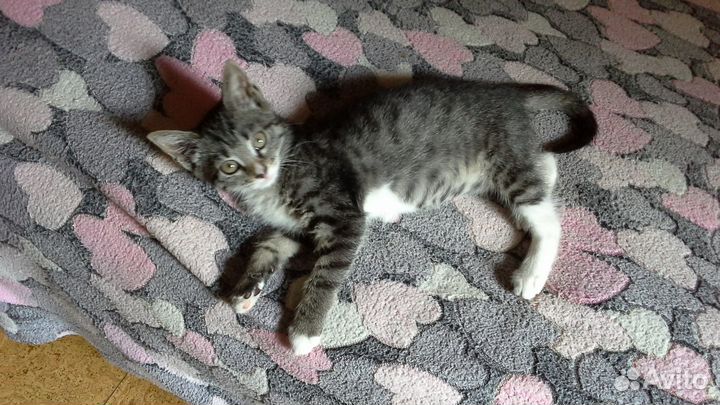 Котёнок 1,5 месяца трёхцветка умненький