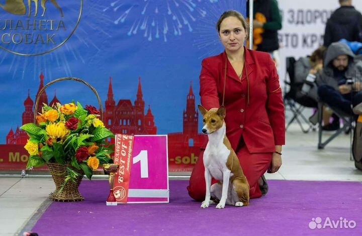 Услуги профессионального хендлера
