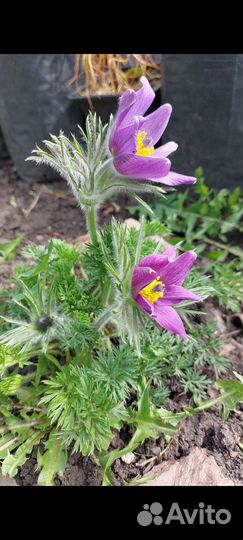 Семена прострела