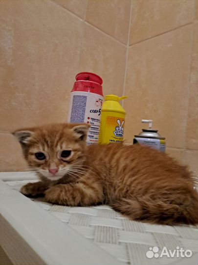 Котенок отдам бесплатно