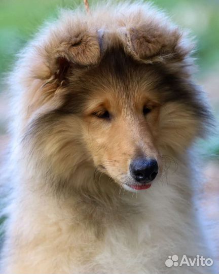 Колли