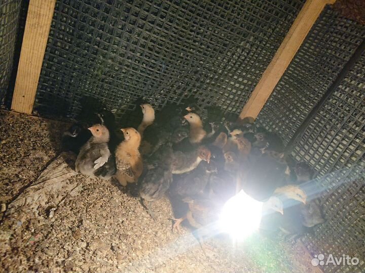 Цыпленок подрощенный