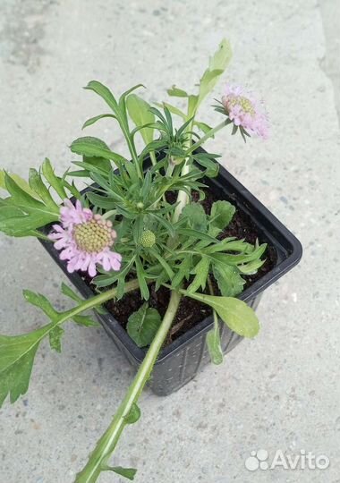 Скабиоза многолетняя