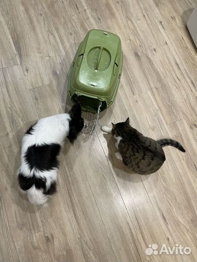 Переноска для животных пластиковая