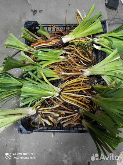 Лилейники сортовые