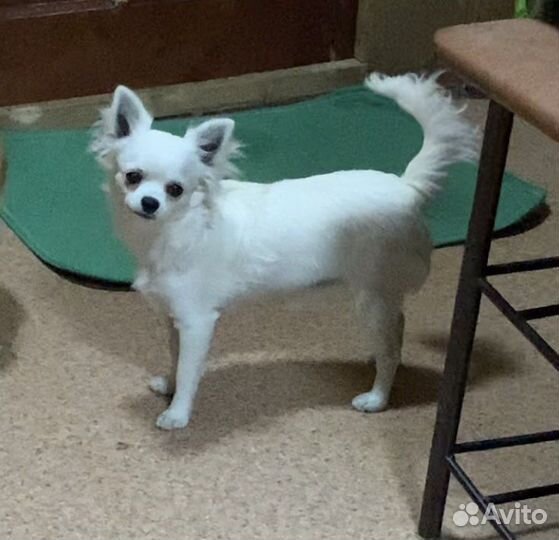 Чихуахуа