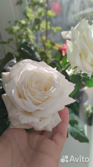 Роза домашняя