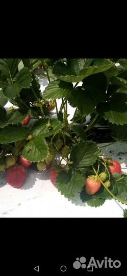 Рассада клубники