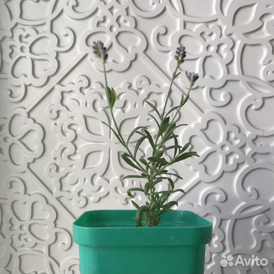 Лаванда, выращенная на балконе