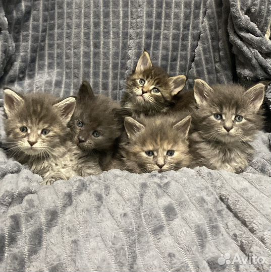 Котята мейн кун девочки с документами