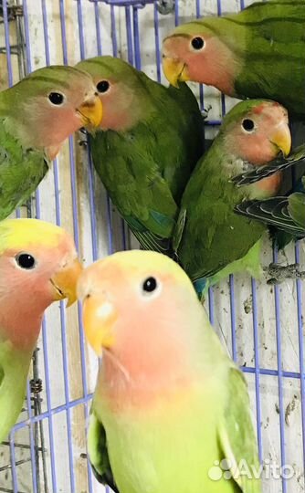 Попугаи Неразлучники Розовощекие