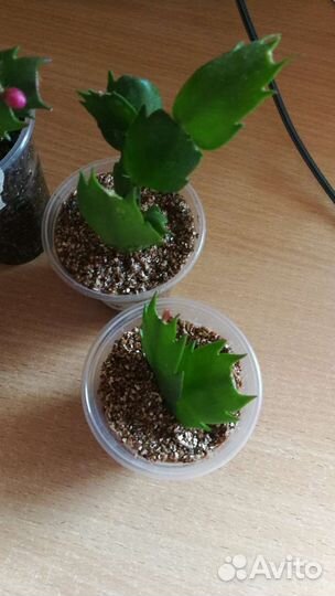 Декабрист пеларгония каланхоэ