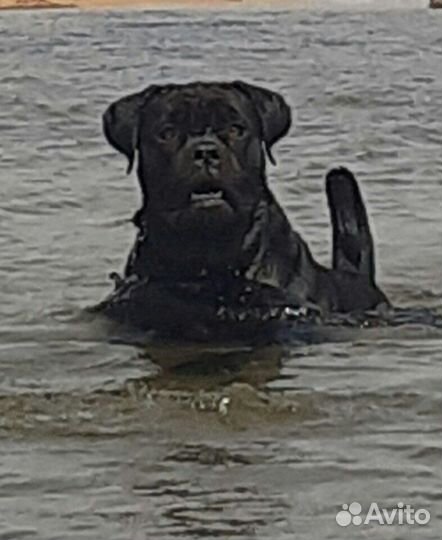 Шикарные щенки кане корсо; Вязка