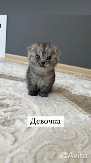 Вислоухие котята