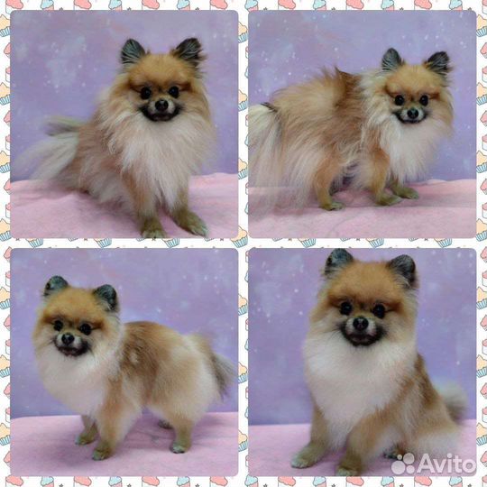 Стрижка собак на дому. Уход за животными