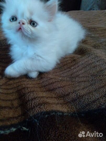 Персидские котята – Белые