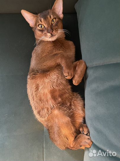 Абиссинский кот