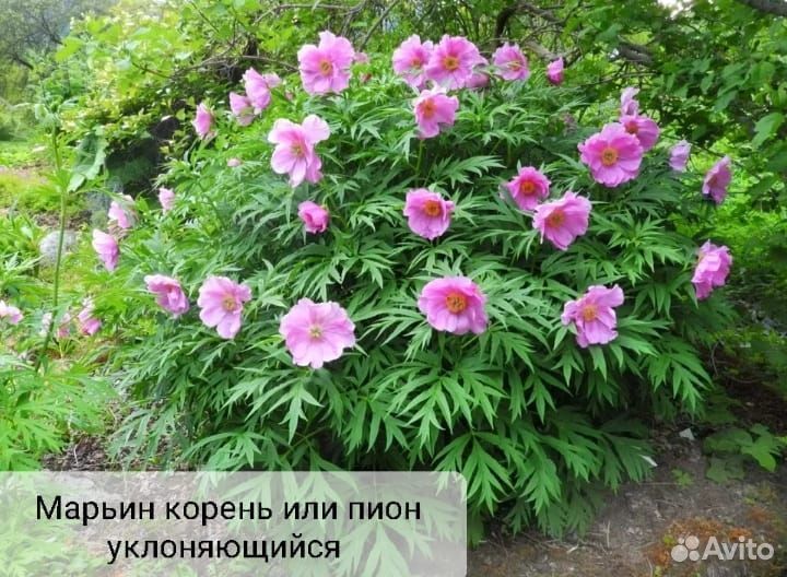 Пион марьин корень