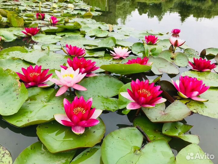 Нимфея розовая саженцы для посадки