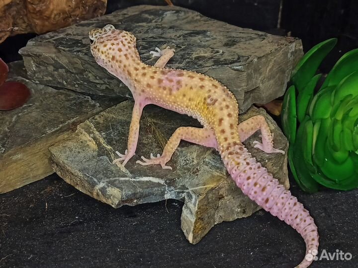 Пятнистый леопардовый эублефар