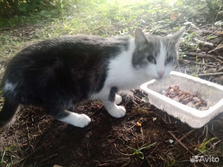 Кошка Алиса